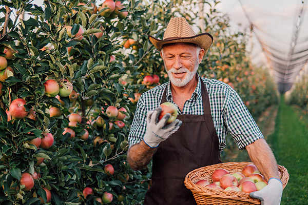 harvest time in Apple Hill