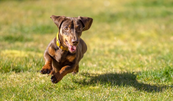 Oktoberfest and the Dachshund Dash